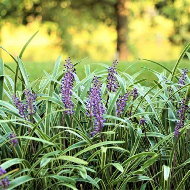 Is monkey grass fast growing