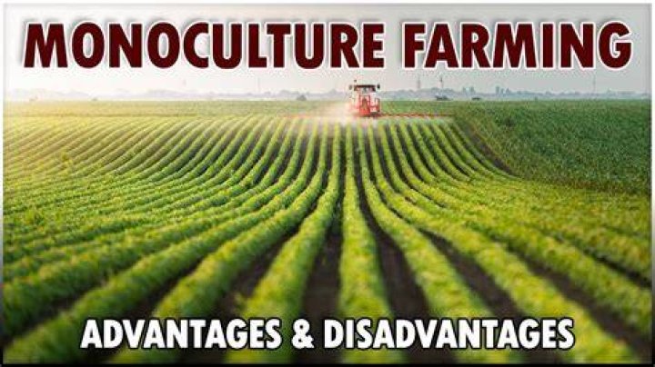 Is monoculture bad for bees