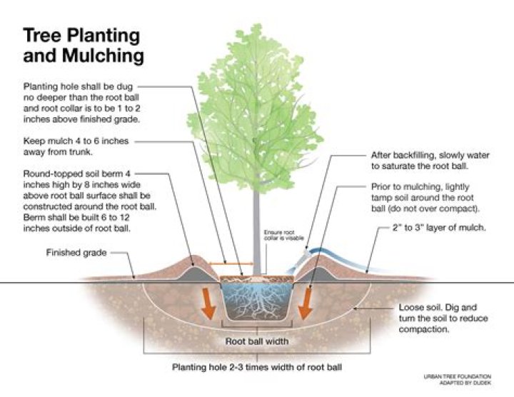 Is mulching around trees bad