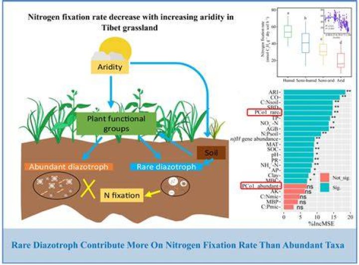 Is nitrogen rare or abundant