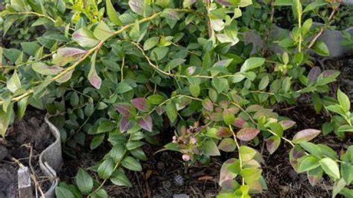 Is one blueberry bush enough