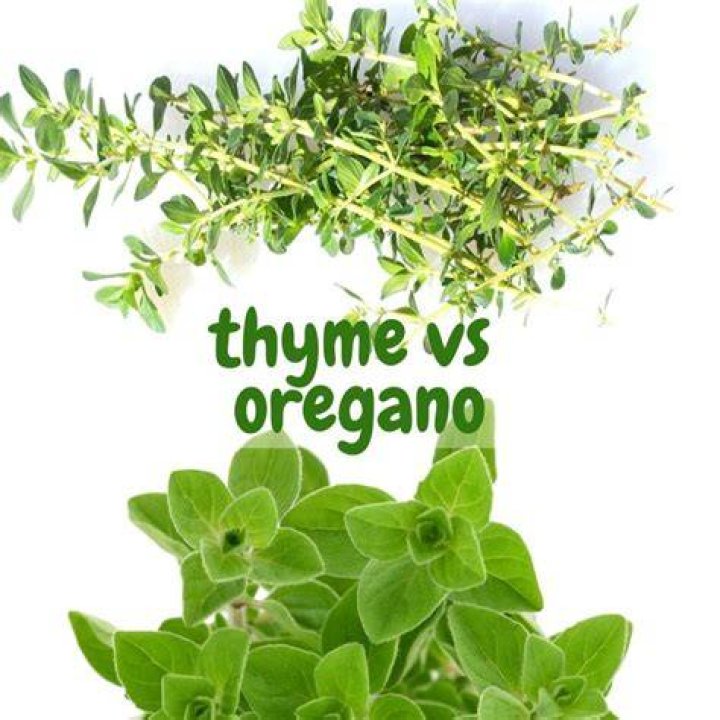 Is oregano and mint the same