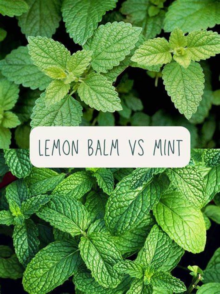 Is patchouli related to mint