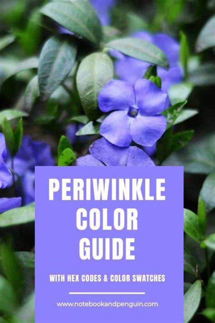 Is periwinkle herb or shrub