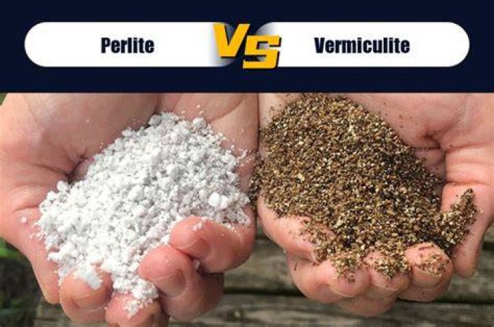 Is perlite better than Leca
