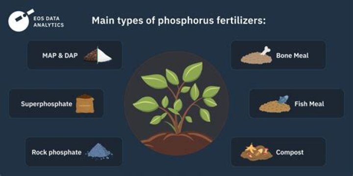 Is Phosphorus bad for plants
