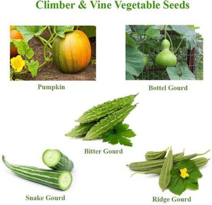 Is potato climber or creeper