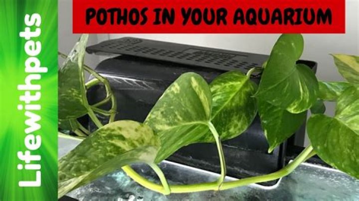 Is pothos safe for aquariums
