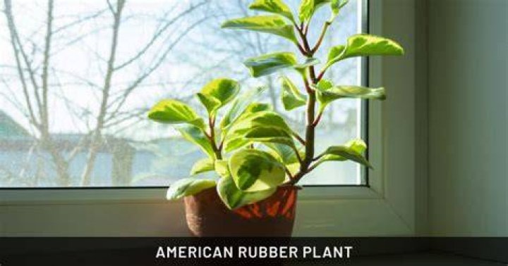 Is Rubber Plant pet friendly