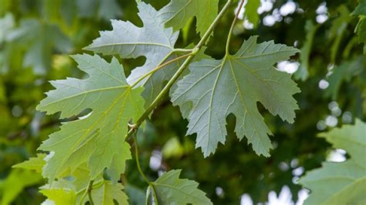 Is silver maple a good tree