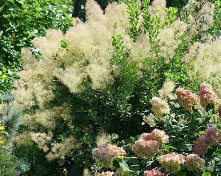 Is Smoke Tree deer resistant