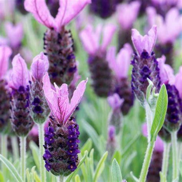 Is Spanish lavender fragrant