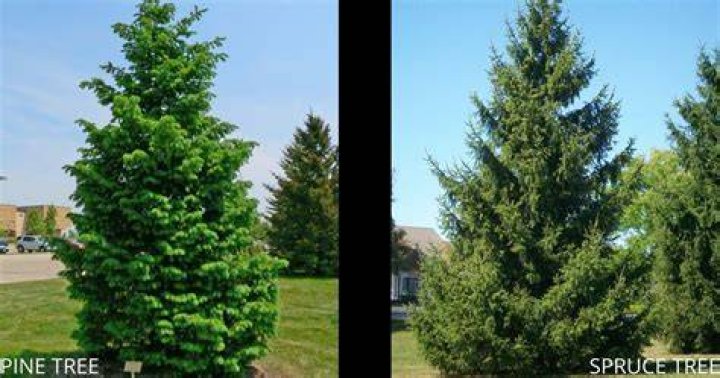 Is spruce and pine the same
