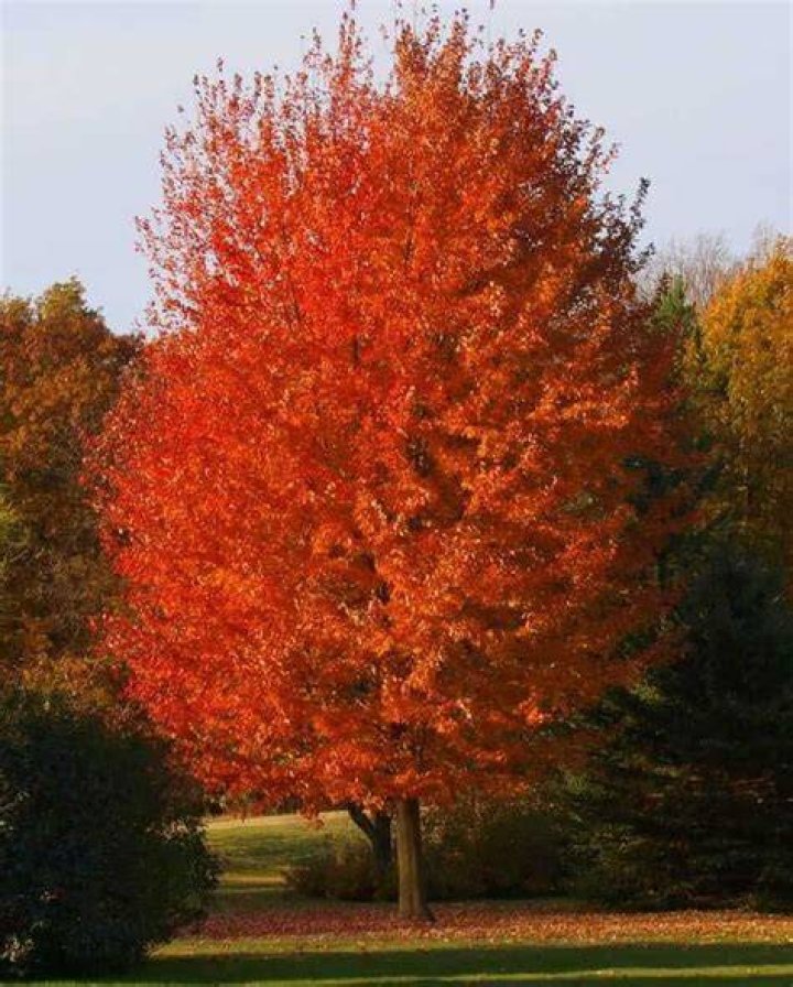 Is Sunset maple a good tree