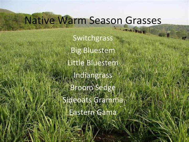 Is switchgrass a warm season