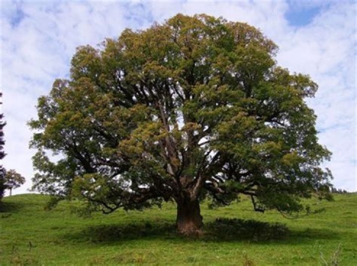 Is Sycamore coniferous tree