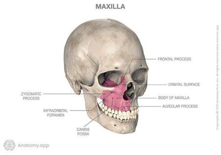 Is the maxilla a bone or two