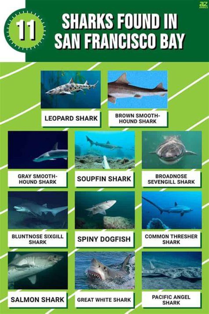 Is there sharks in Morro Bay