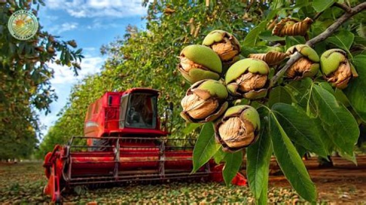 Is walnut farming profitable