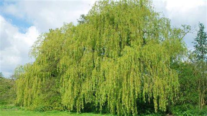 Is white willow native to UK