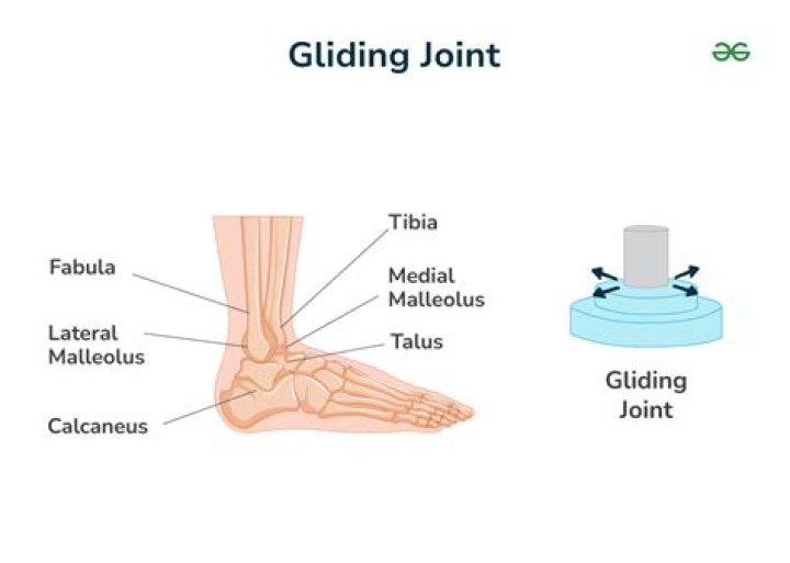 Is your toe a gliding joint