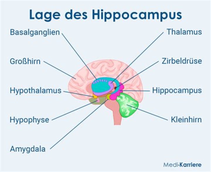 Kann der Hippocampus wachsen