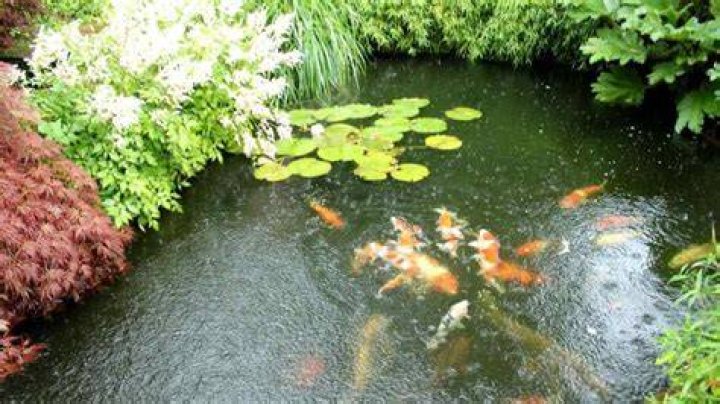 Should a koi pond have shade