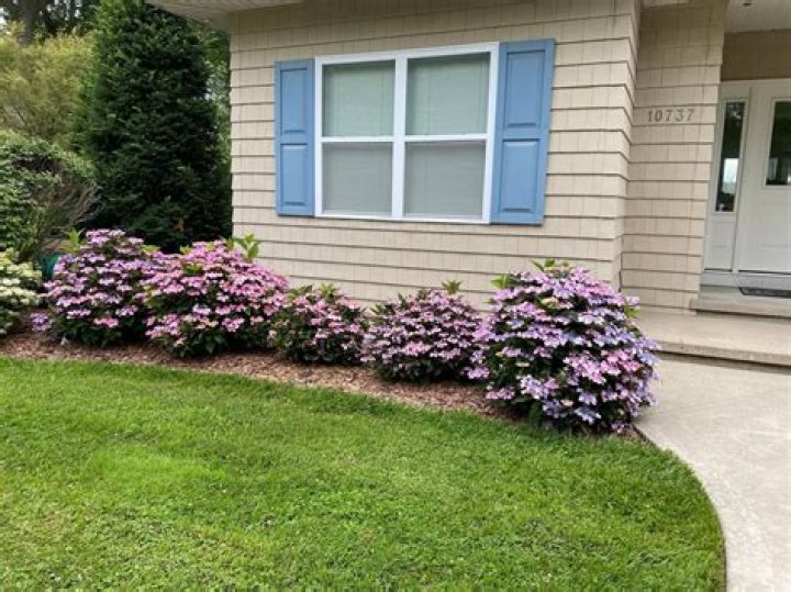 Should hydrangeas be divided