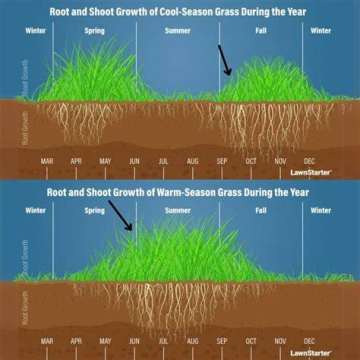 Should I fertilize new grass