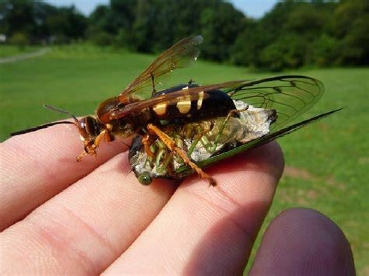 Should I kill cicada killers