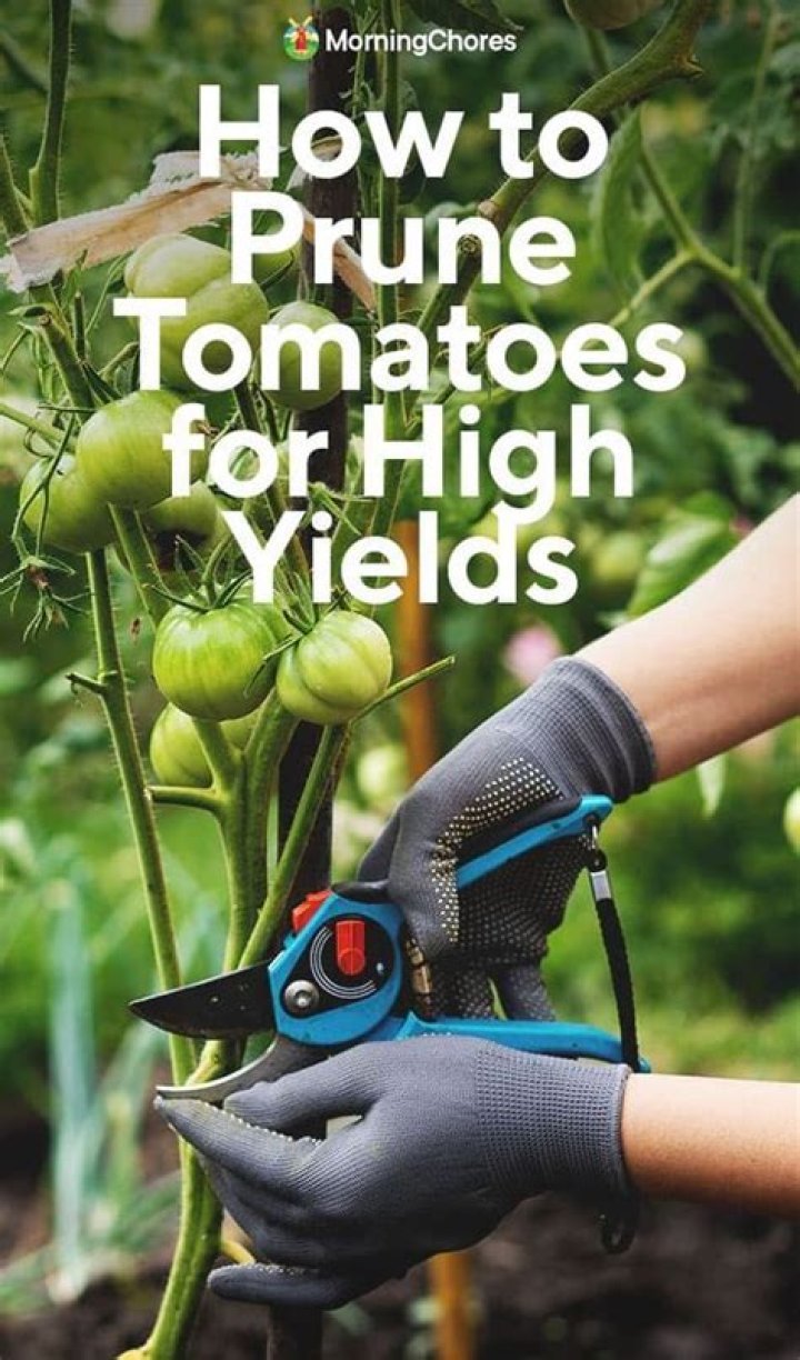 Should I prune tomato plants
