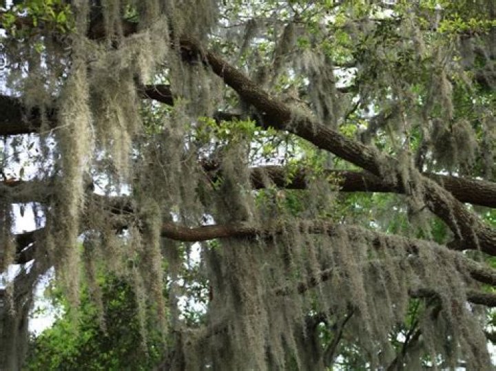 Should I remove Spanish moss