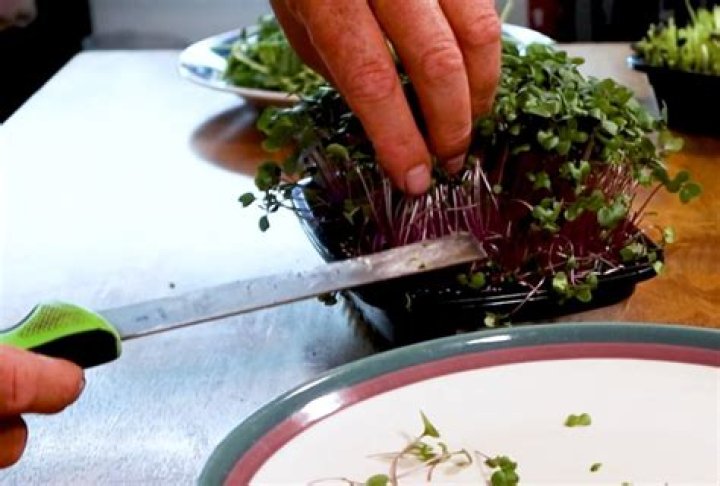 Should microgreens be washed