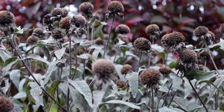 Should you Deadhead bee balm