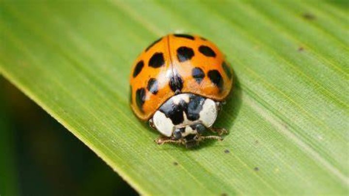 Should you release a ladybug