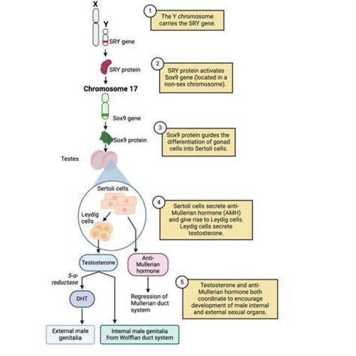 What activates the SRY gene