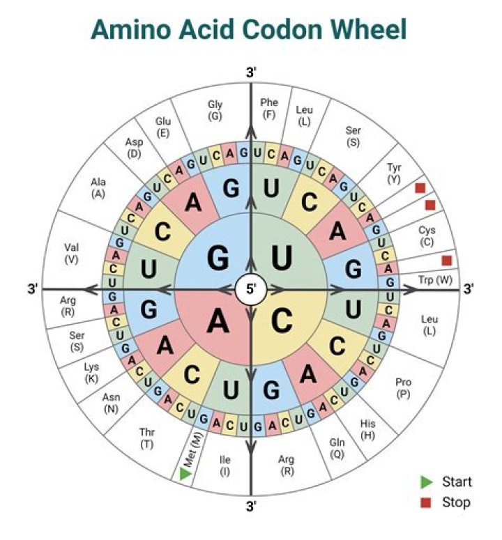 What amino acid has 6 codons