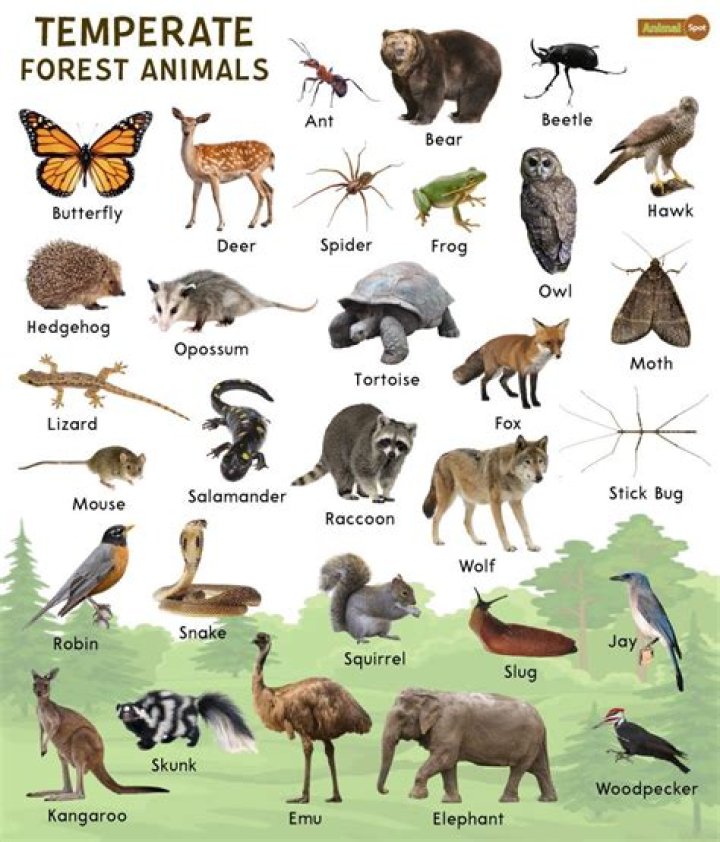 What animal eats a pine tree