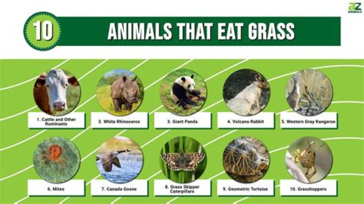 What animal eats pachysandra