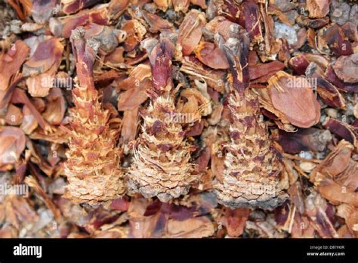 What animal eats pine cones