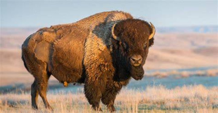 What animals live with bison