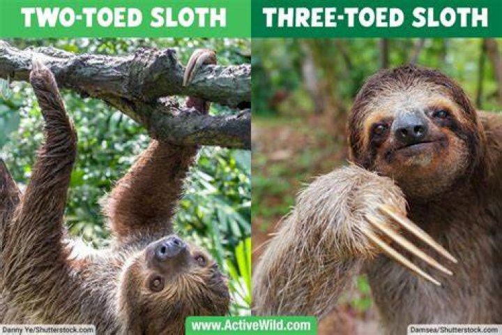 What are 2 toed sloth called