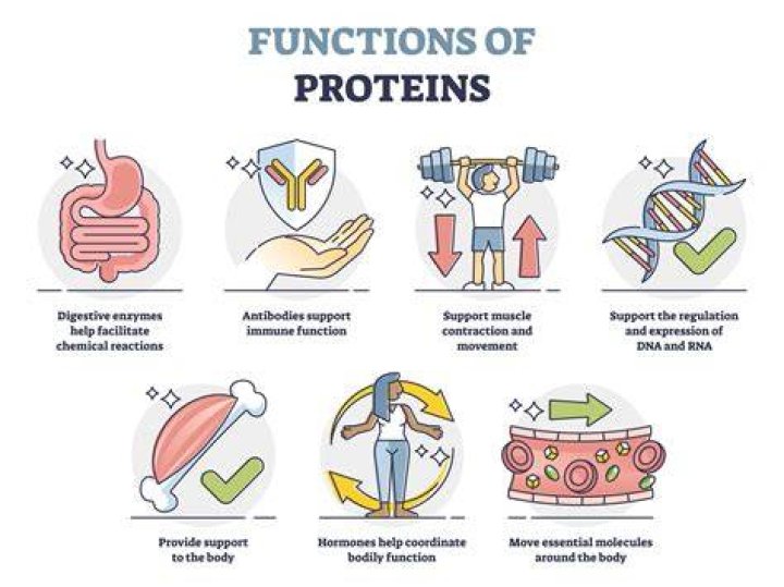 What are 4 protein functions
