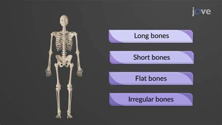 What are bones short answer