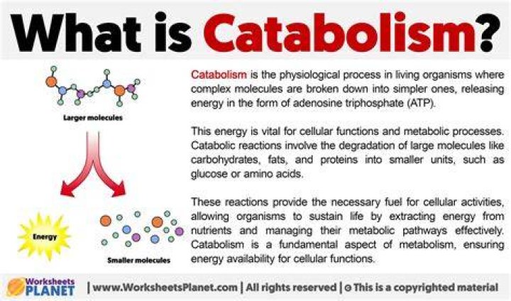 What are catabolic processes