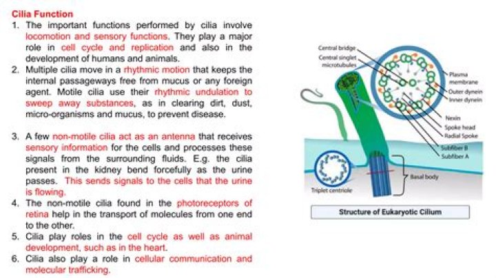 What are cilia and their function
