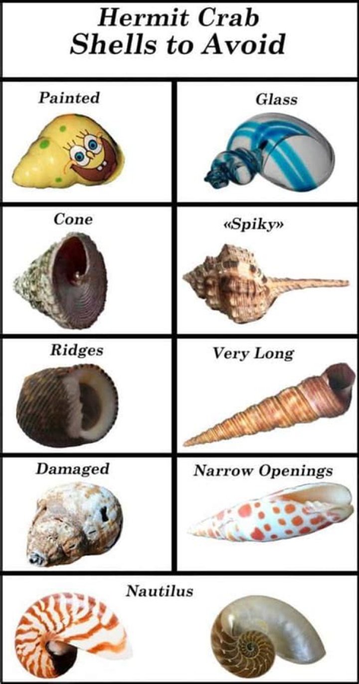 What are crab shells made of