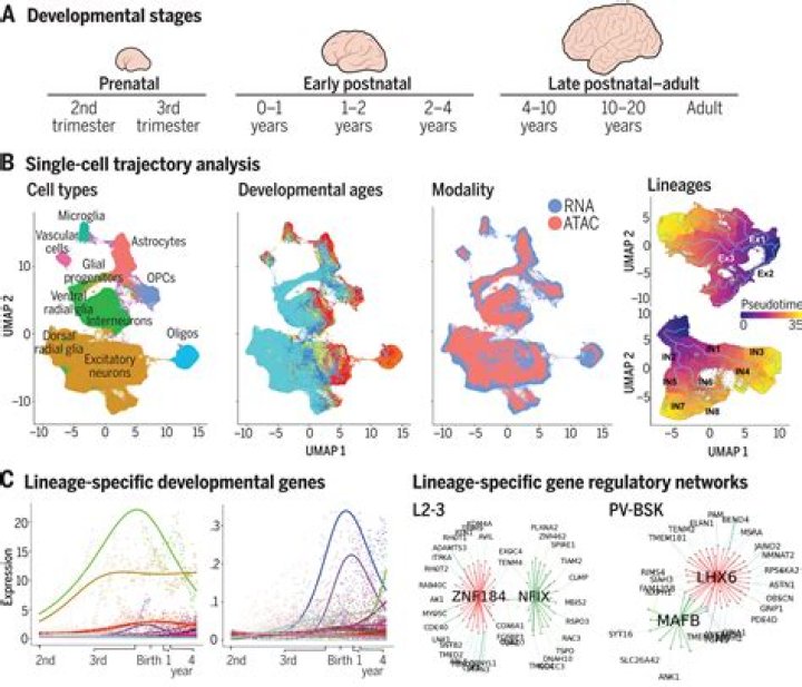 What are developmental genes