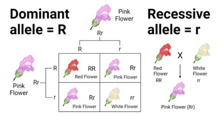 What are dominant harmonies