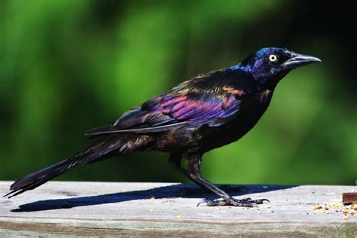 What are grackles predators